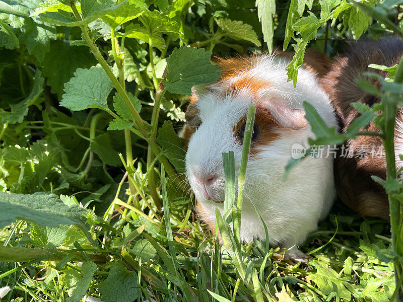两个阿比西尼亚豚鼠(Cavia porcellus)的图像，短毛姜和白色豚鼠与棕色短毛豚鼠金属丝在阳光下跑在草地上